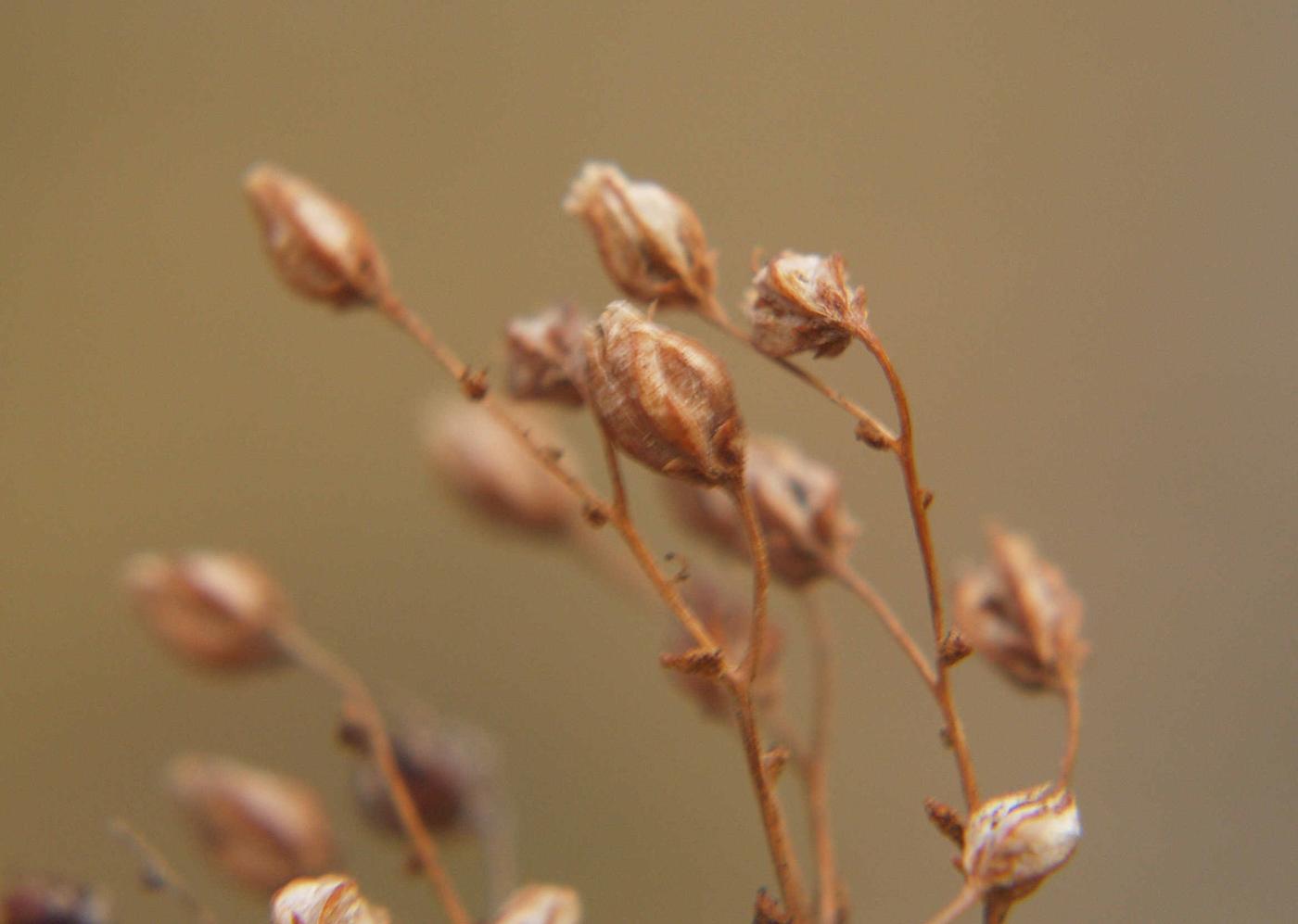 Stonecrop, Short-leaved fruit